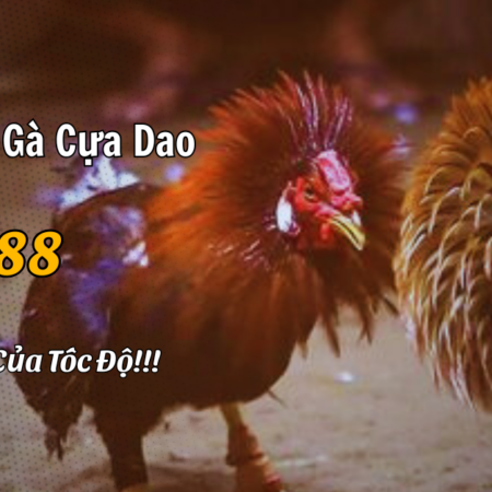 Đá Gà Cựa Dao SV388