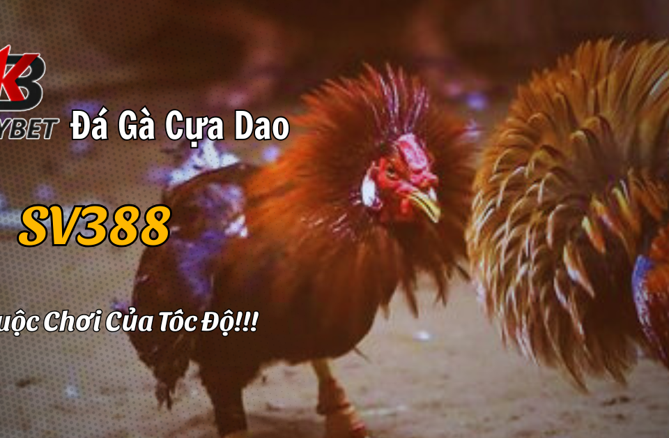Đá Gà Cựa Dao SV388