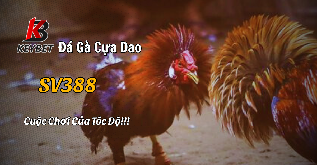 Đá Gà Cựa Dao SV388