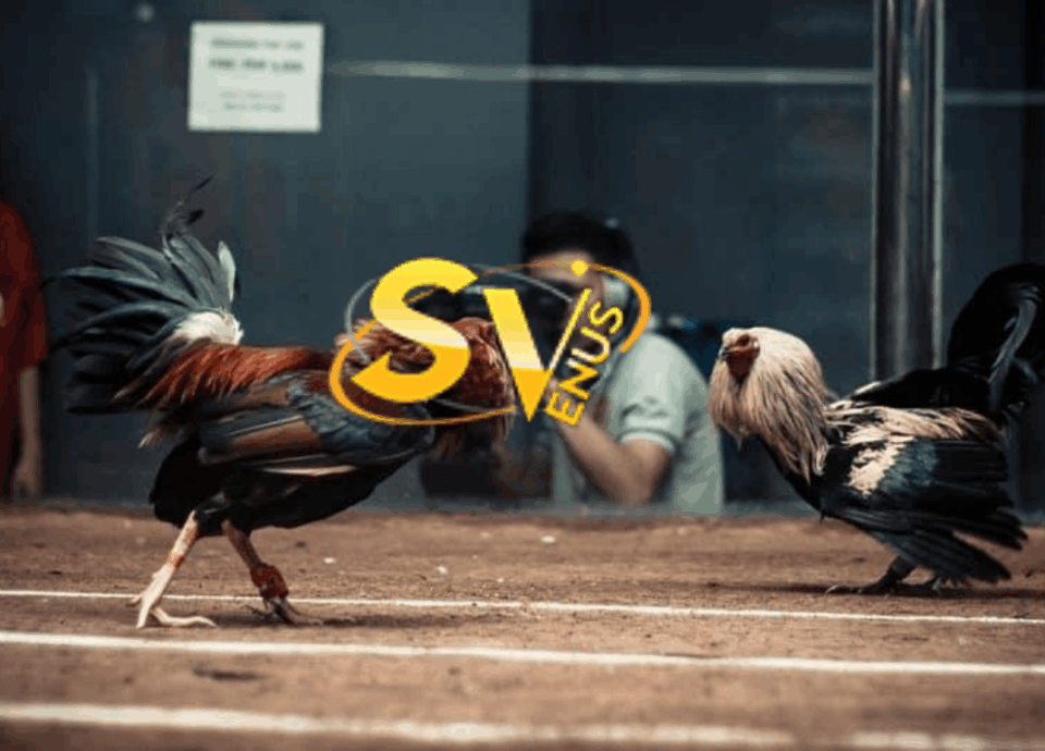 sv388