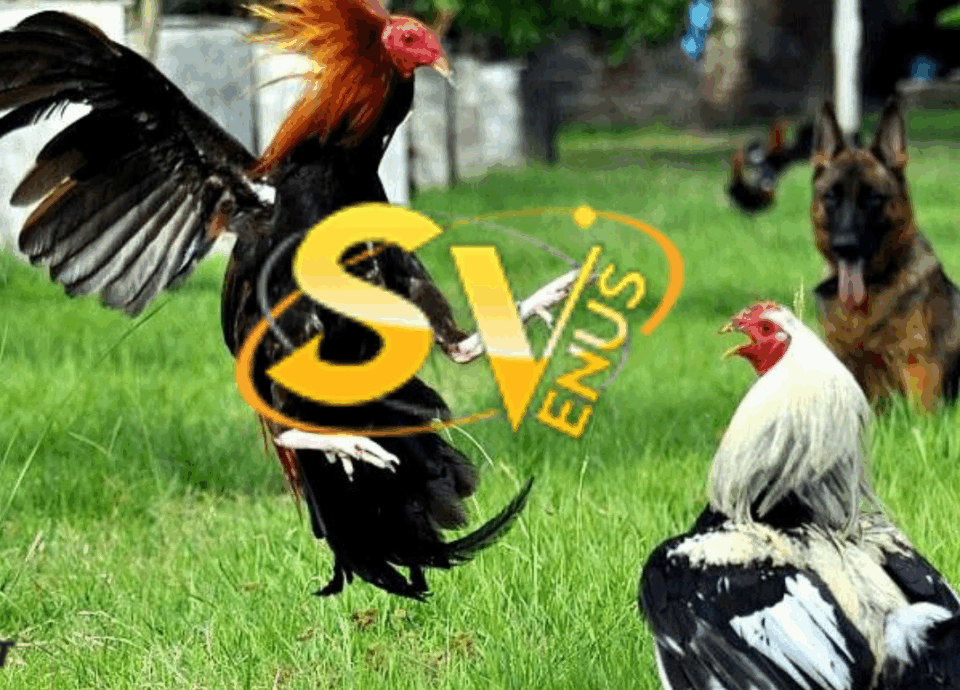 sv388